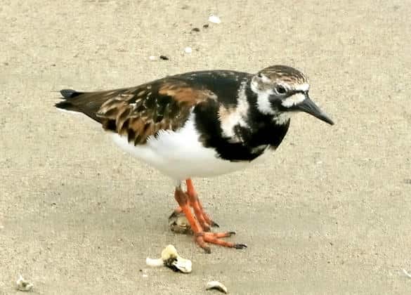動物図鑑・キョウジョシギ